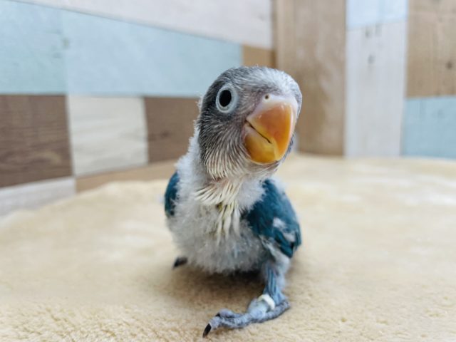 ボタンインコ