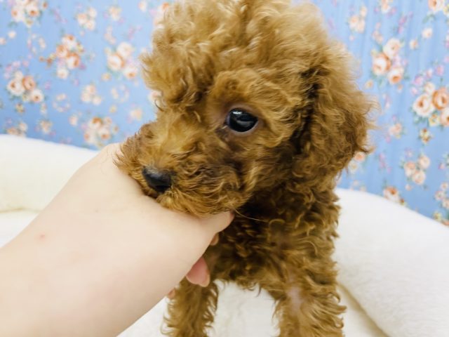 トイプードル