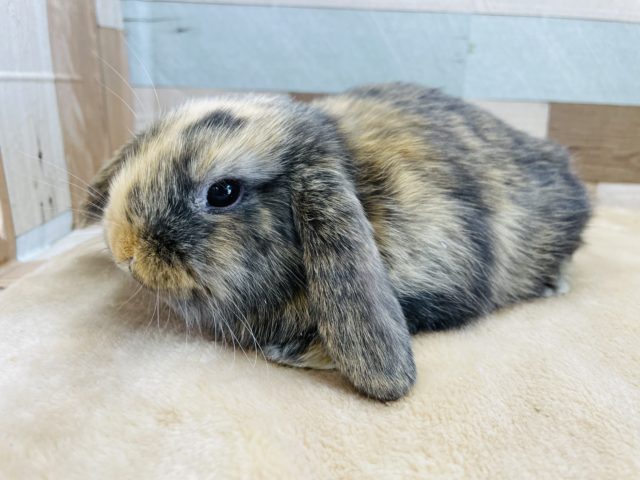 ロップイヤーラビット