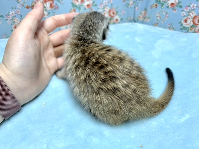 ミーアキャット