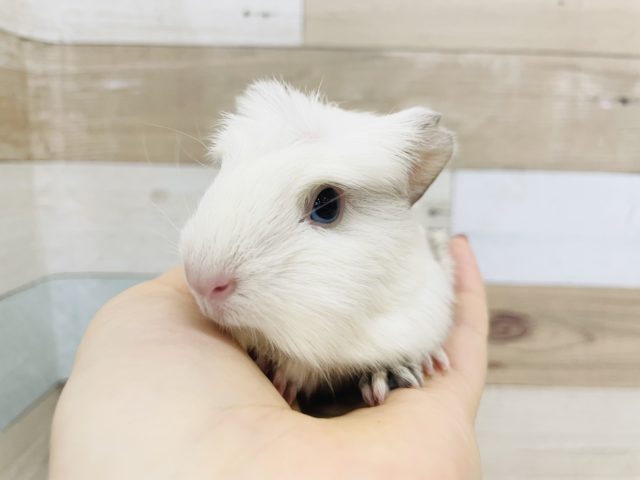 クレステッドモルモット