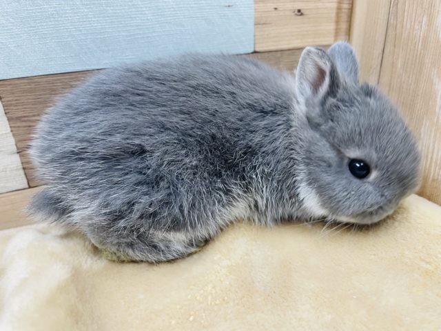 ネザーランドドワーフ