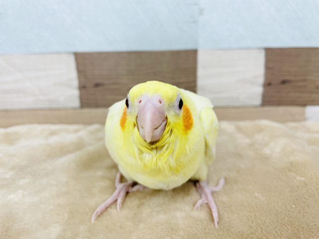 オカメインコ