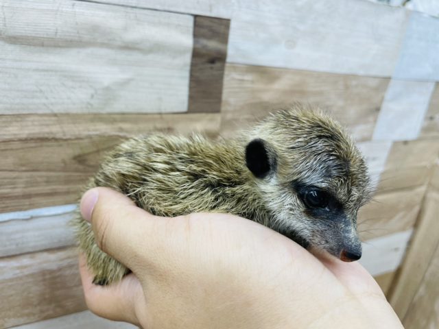 ミーアキャット