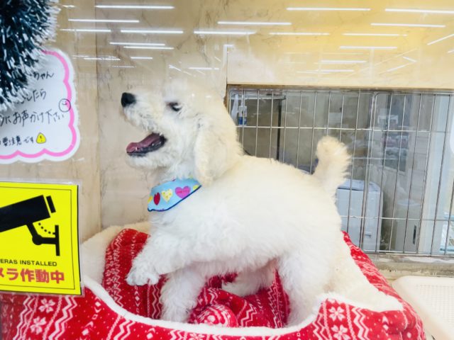 スタンダードプードル