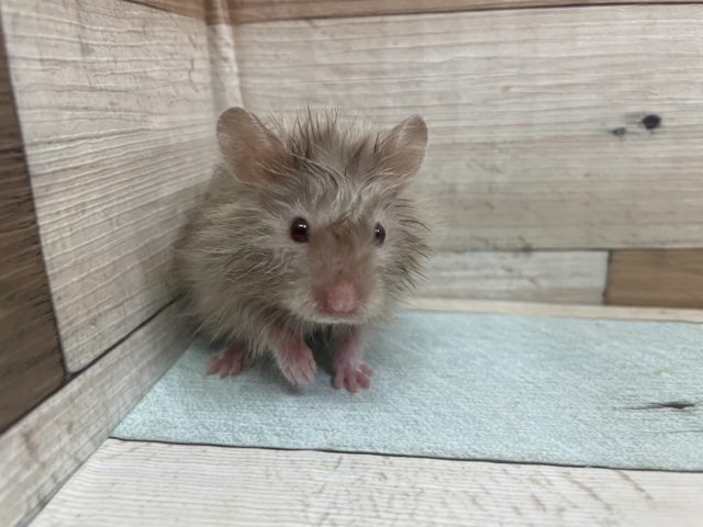 ゴールデンハムスター