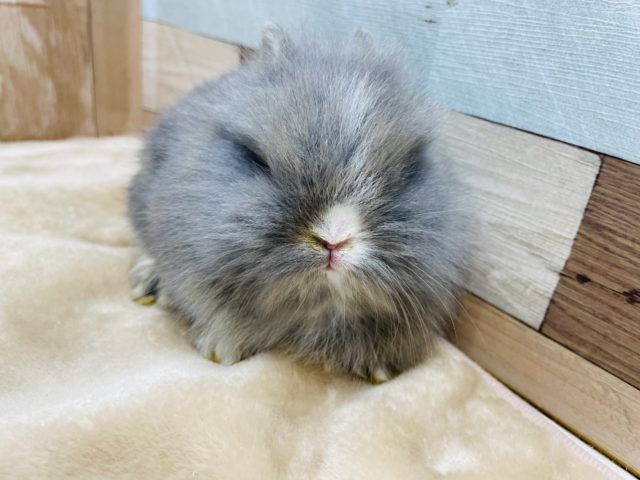 ライオンラビット