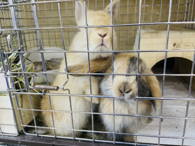 ロップイヤーラビット