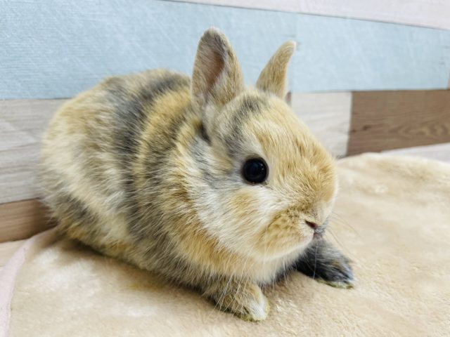 ネザーランドドワーフ