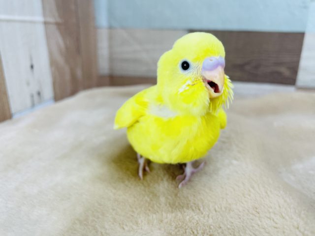 セキセイインコ