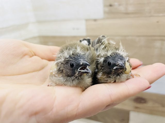 錦花鳥（キンカチョウ）