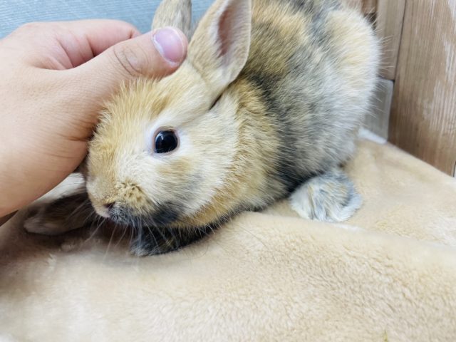 ネザーランドドワーフ