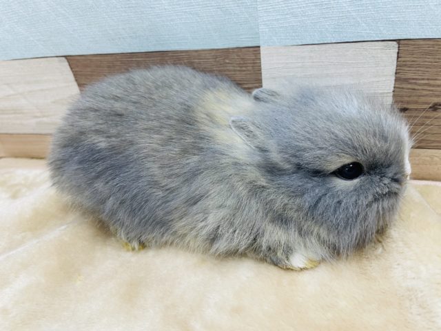 ライオンラビット