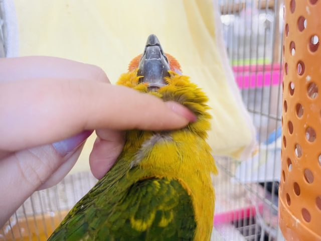コガネメキシコインコ