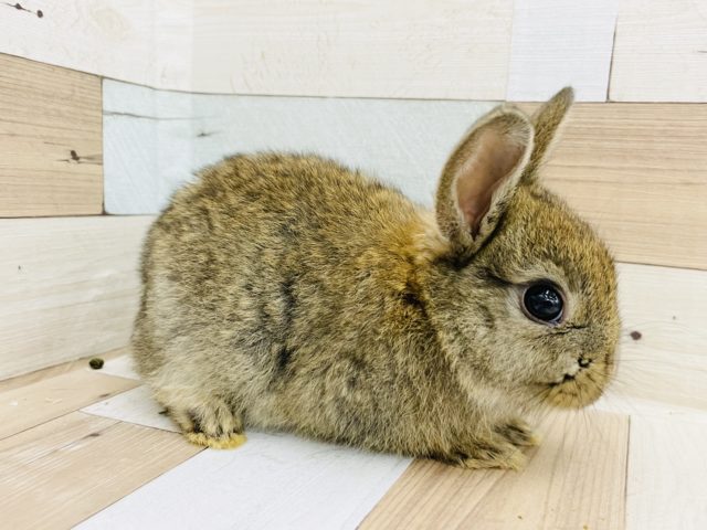 ネザーランドドワーフ