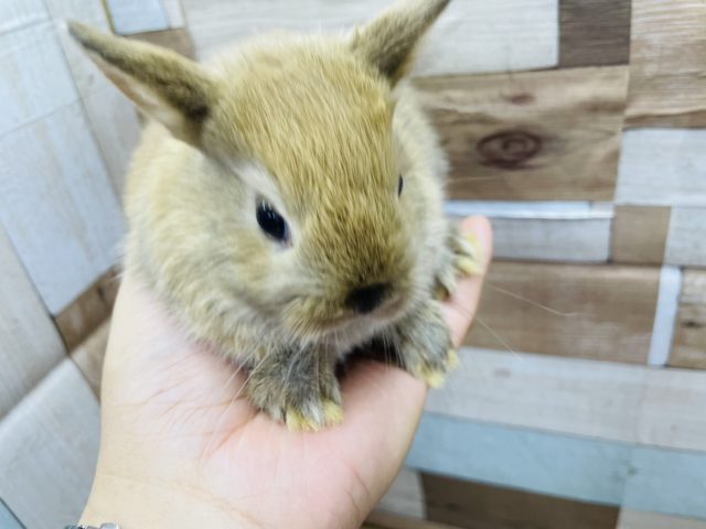 ネザーランドドワーフ