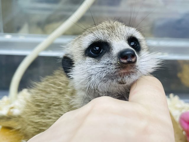 ミーアキャット