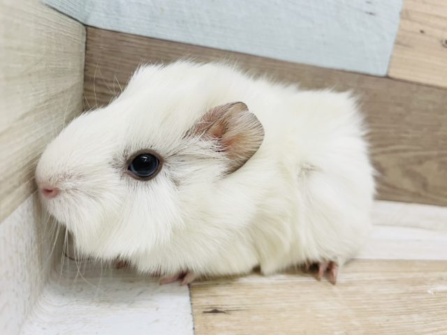 アビシニアンモルモット