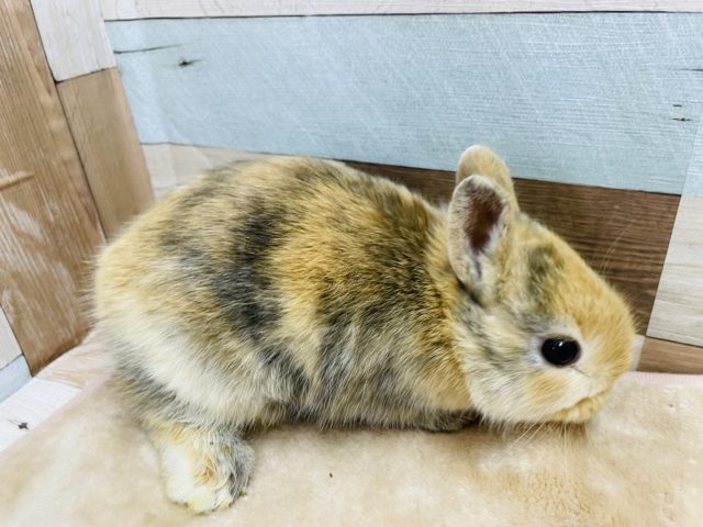 ネザーランドドワーフ