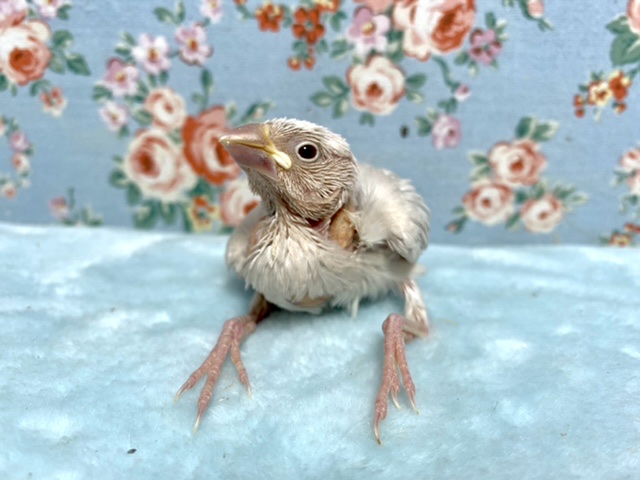 シルバーイノ文鳥