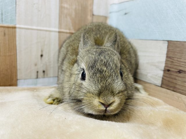 ネザーランドドワーフ