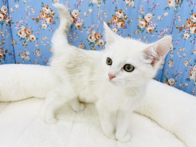 スコティッシュフォールド