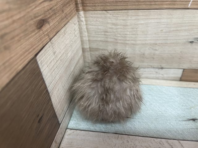 ゴールデンハムスター