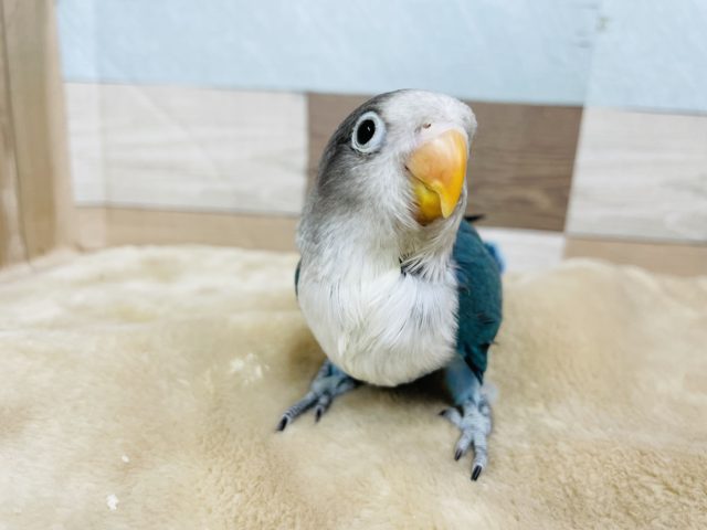 ボタンインコ