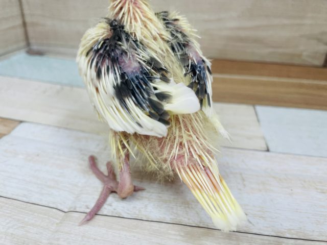 オカメインコ