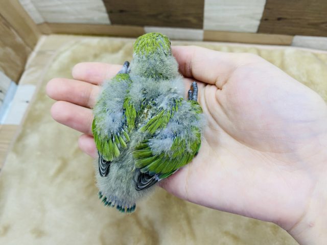 コザクラインコ（小桜インコ）