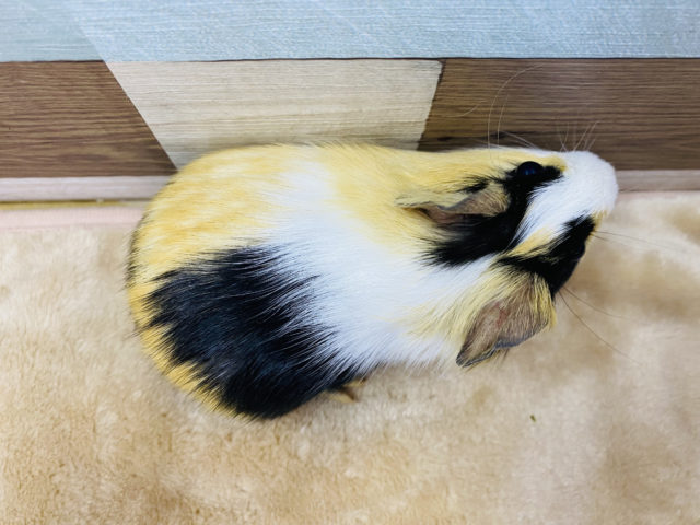 イングリッシュモルモット