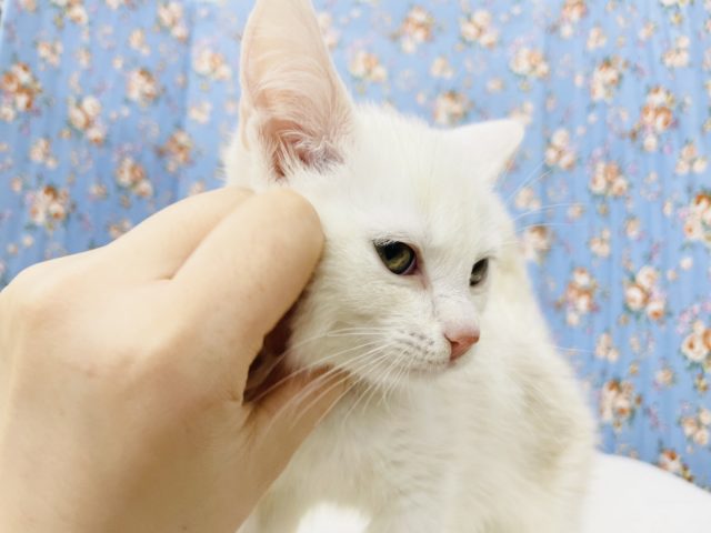 スコティッシュフォールド