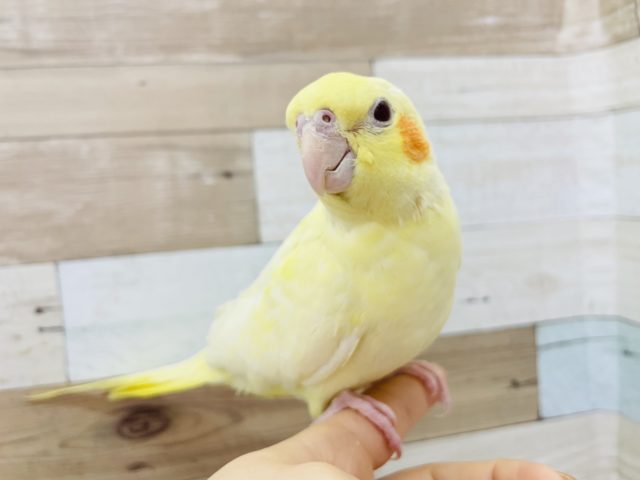 オカメインコ