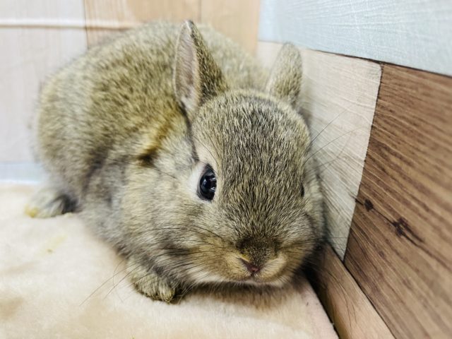 ネザーランドドワーフ