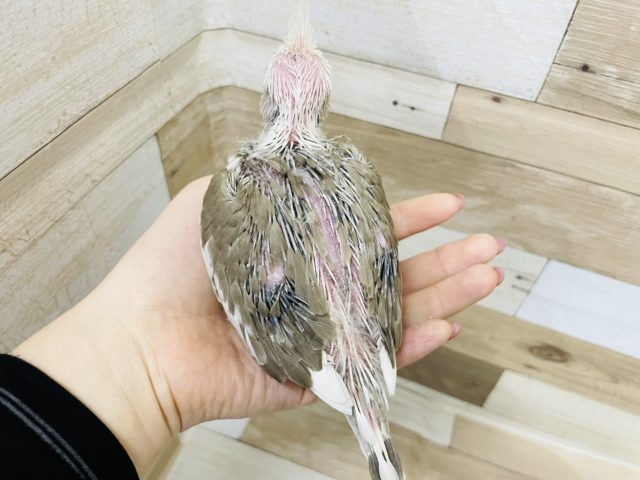 オカメインコ