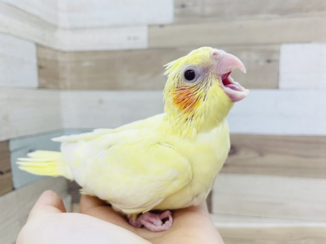 オカメインコ