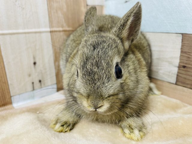 ネザーランドドワーフ