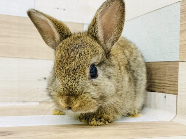 ネザーランドドワーフ