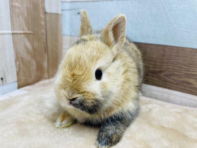 ネザーランドドワーフ