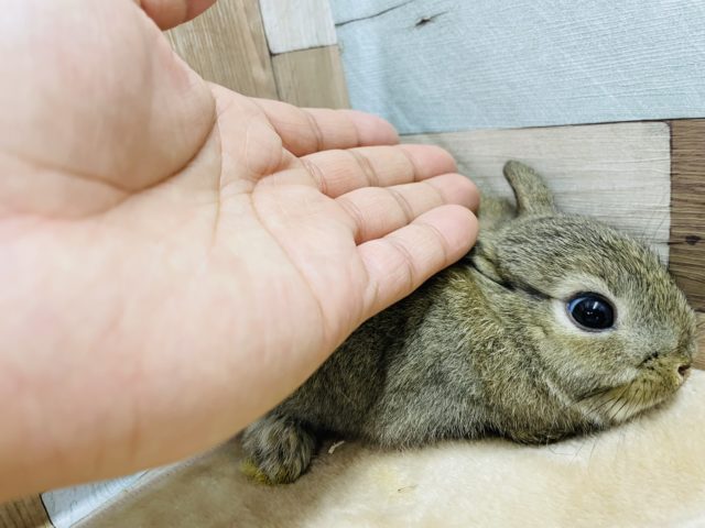 ネザーランドドワーフ