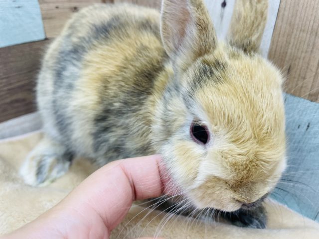 ネザーランドドワーフ