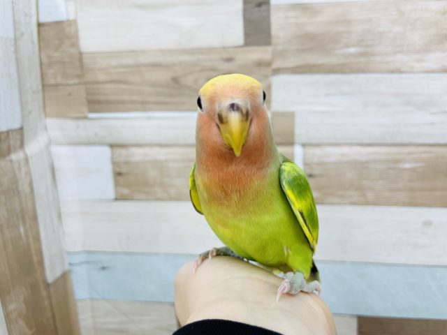 コザクラインコ（小桜インコ）