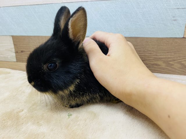 ネザーランドドワーフ