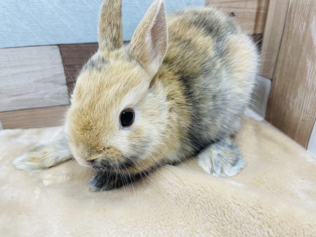 ネザーランドドワーフ