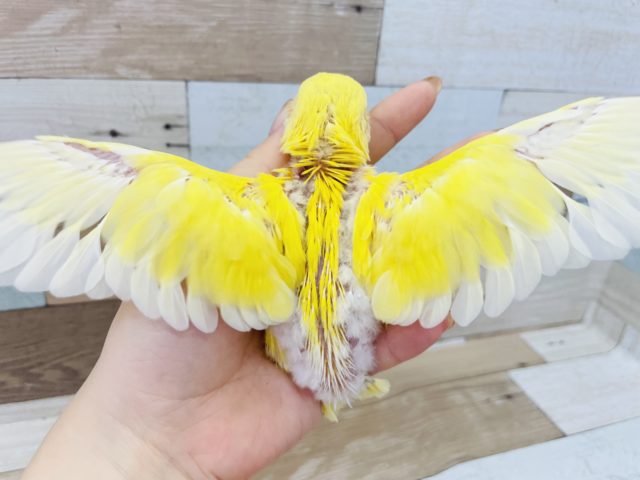コザクラインコ（小桜インコ）