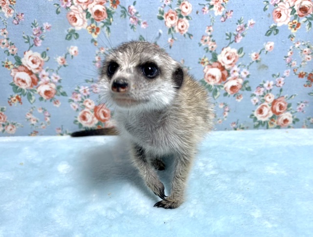 ミーアキャット