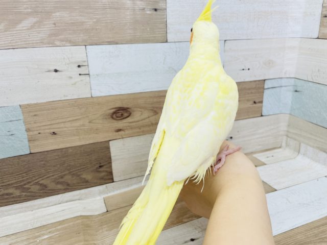 オカメインコ