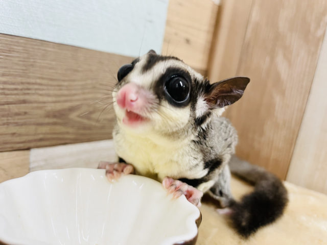 フクロモモンガ