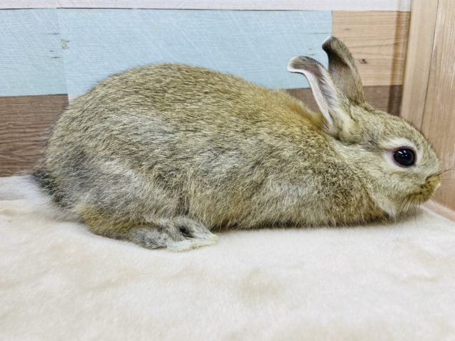 ネザーランドドワーフ