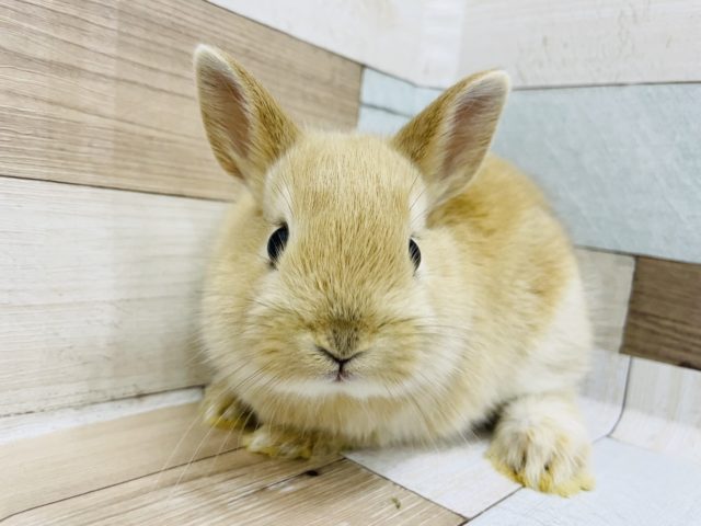 ネザーランドドワーフ